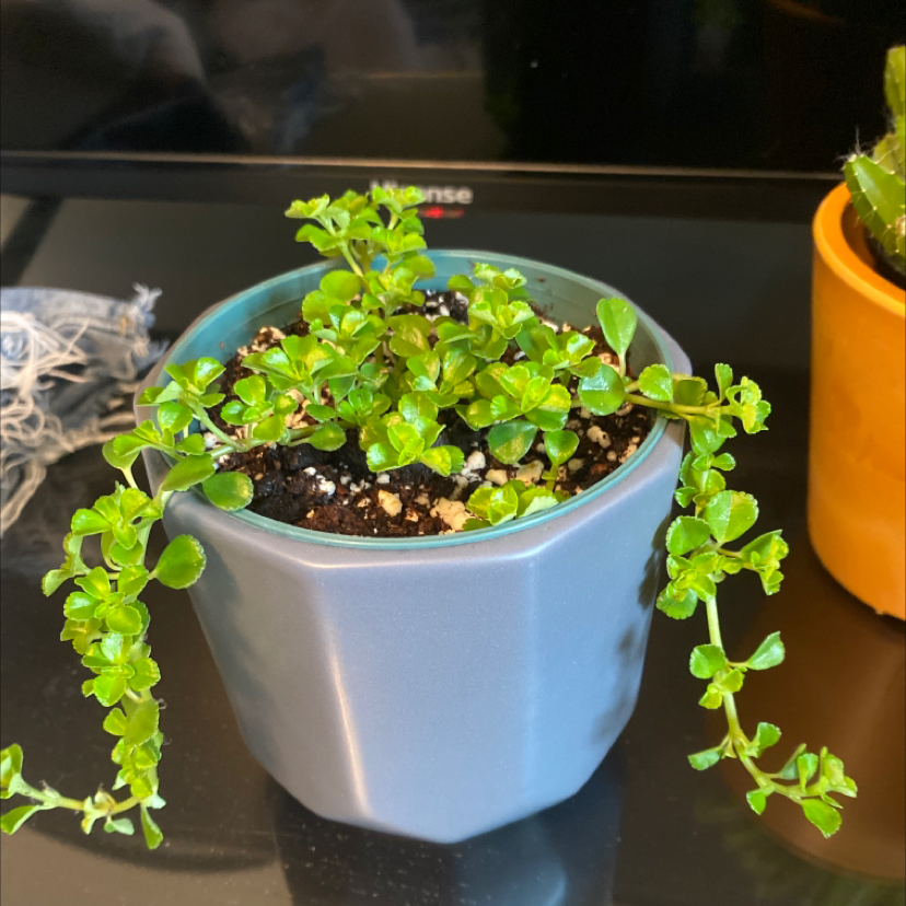 Healthy Pilea Baby Tears plant with lush green foliage trailing over edges of light blue ceramic pot, on dark background.