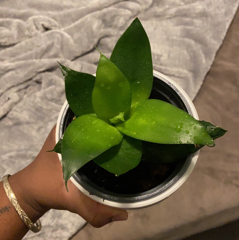 Dracaena 'Tornado' plant in a pot, held by a hand, with vibrant green leaves.