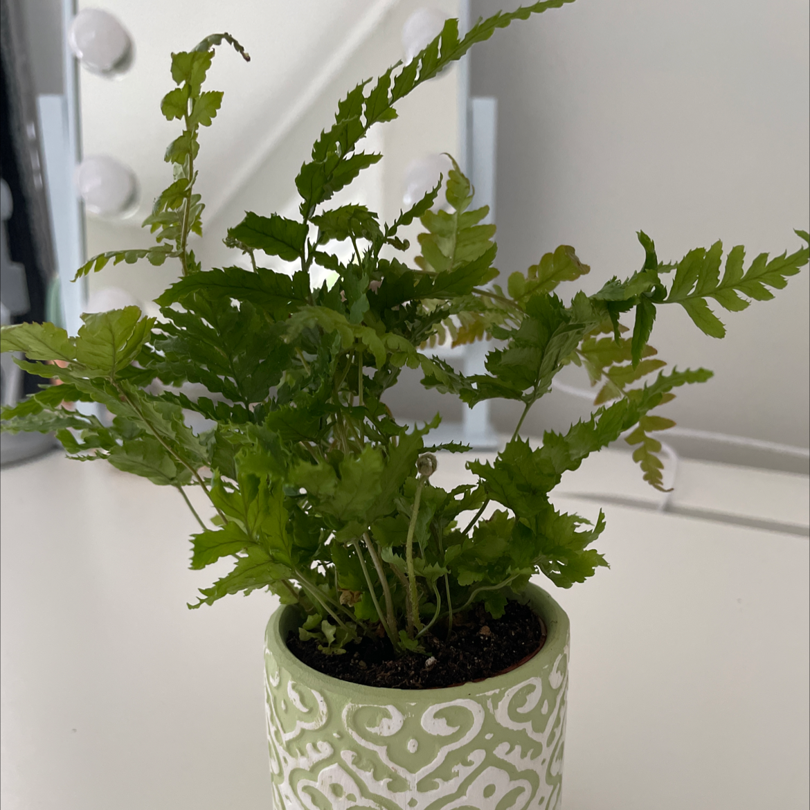 Photo of the plant species Dryopteris goldiana (incorrect spelling) by Ava named esther on Greg, the plant care app