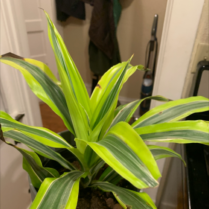 Photo of the plant species Dracaena 'Lemon Lime' by @kelssei named Sour on Greg, the plant care app