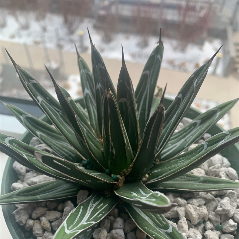 Queen Victoria Agave plant in a pot with white pebbles, appears healthy.