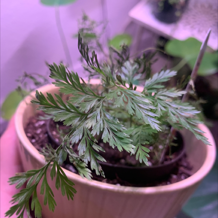 Photo of the plant species Irish Spleenwort by Shaelyn named Fern on Greg, the plant care app