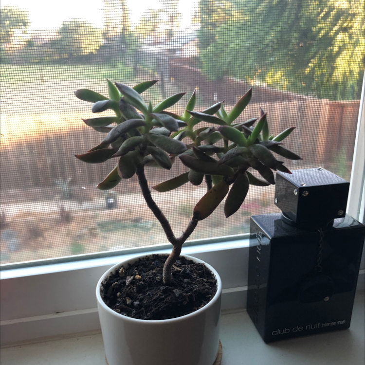 Photo of the plant species Sedum oxypetalum by @yungpeter named Succulent on Greg, the plant care app