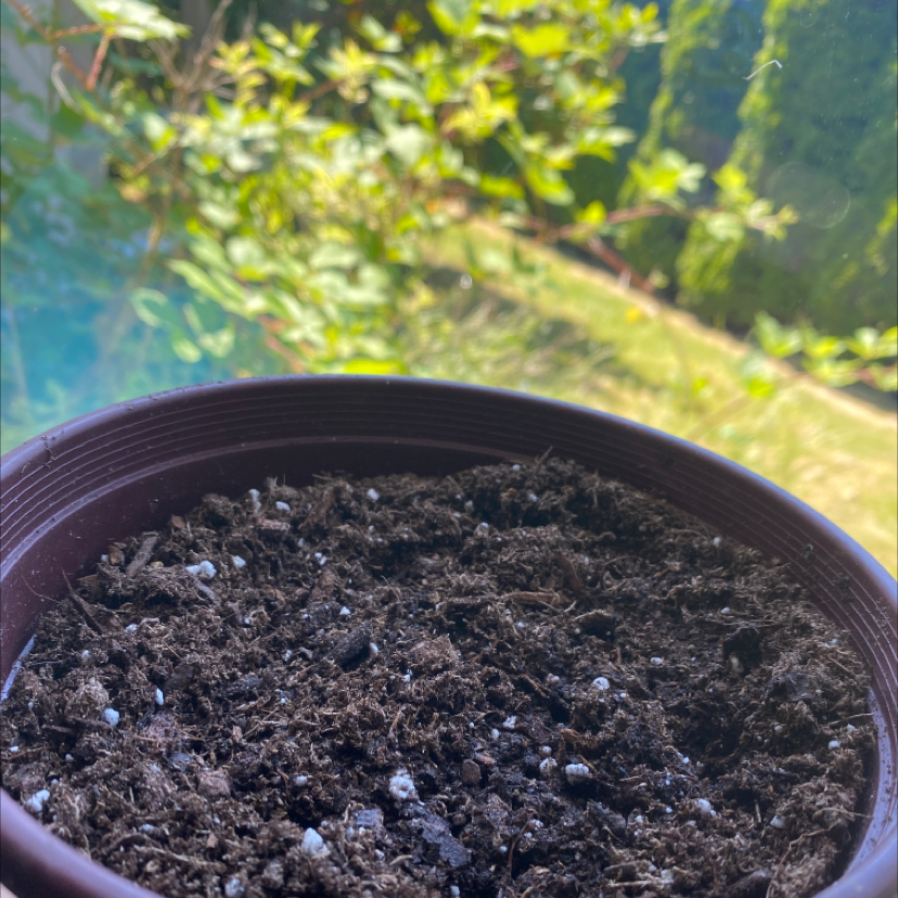 Close-up of a healthy young mango tree seedling growing in rich potting soil.