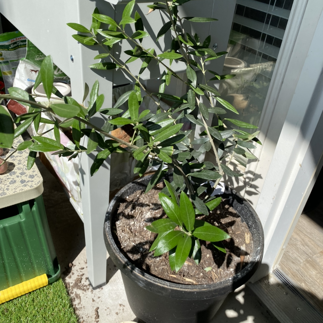 Photo of the plant species Olive Tree by @PlantSmith named Olivia on Greg, the plant care app