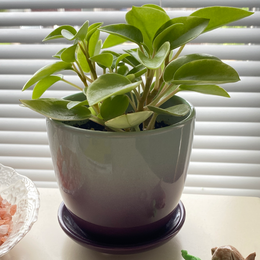 Variegated Teardrop Peperomia in a pot on a windowsill, healthy green leaves.
