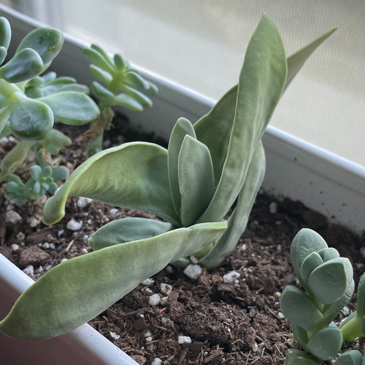 A healthy succulent plant in a rectangular pot with visible soil.