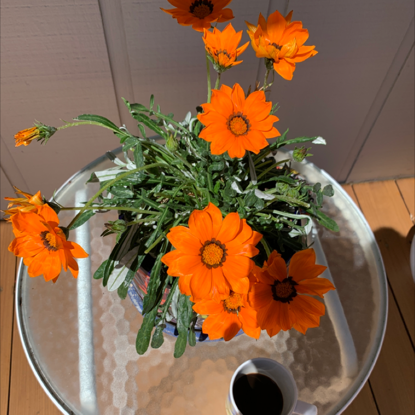 Potted Treasureflower with bright orange blooms on a table.