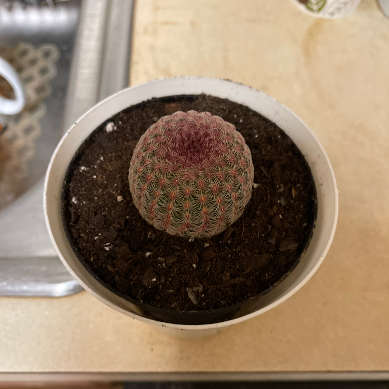 Comb Hedgehog Cactus in a small pot with visible soil, appears healthy.