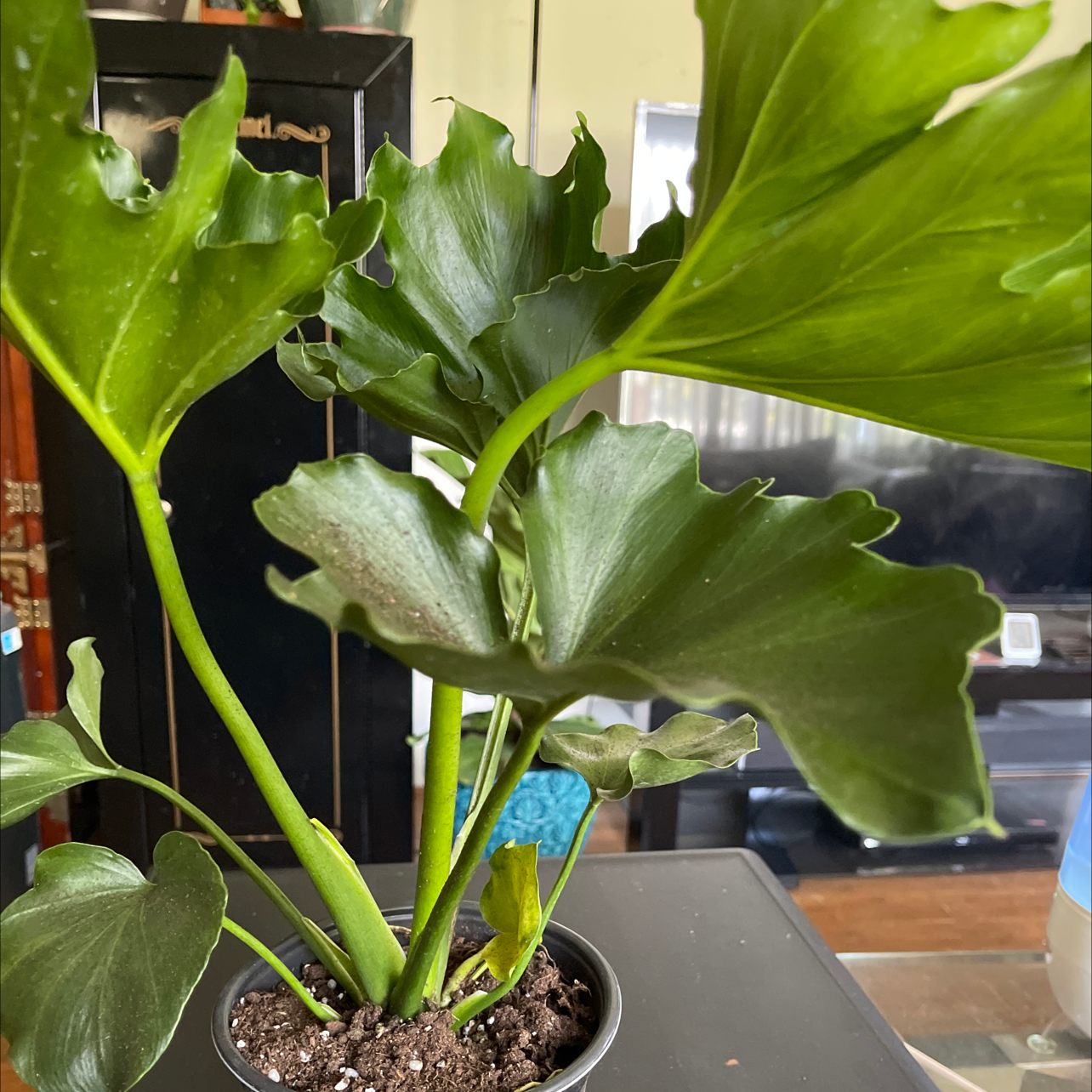 Philodendron 'Hope Selloum' plant with large, green, lobed leaves in a pot. Soil is visible.