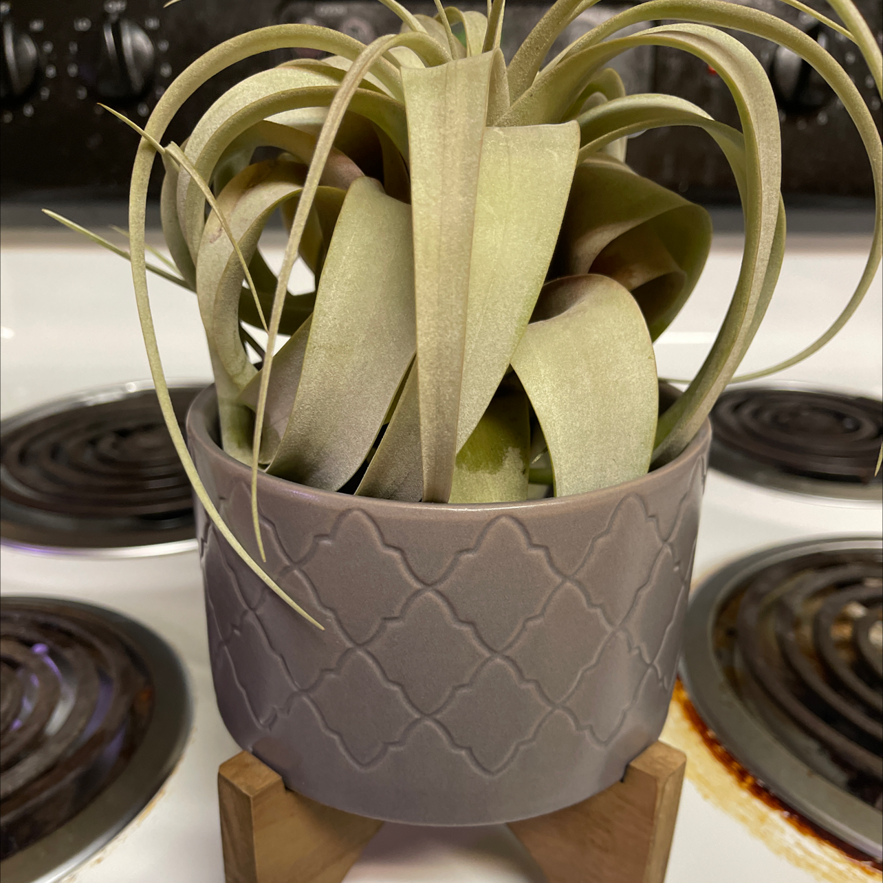 Tillandsia Xerographica plant in a decorative pot on a stove, appearing healthy.
