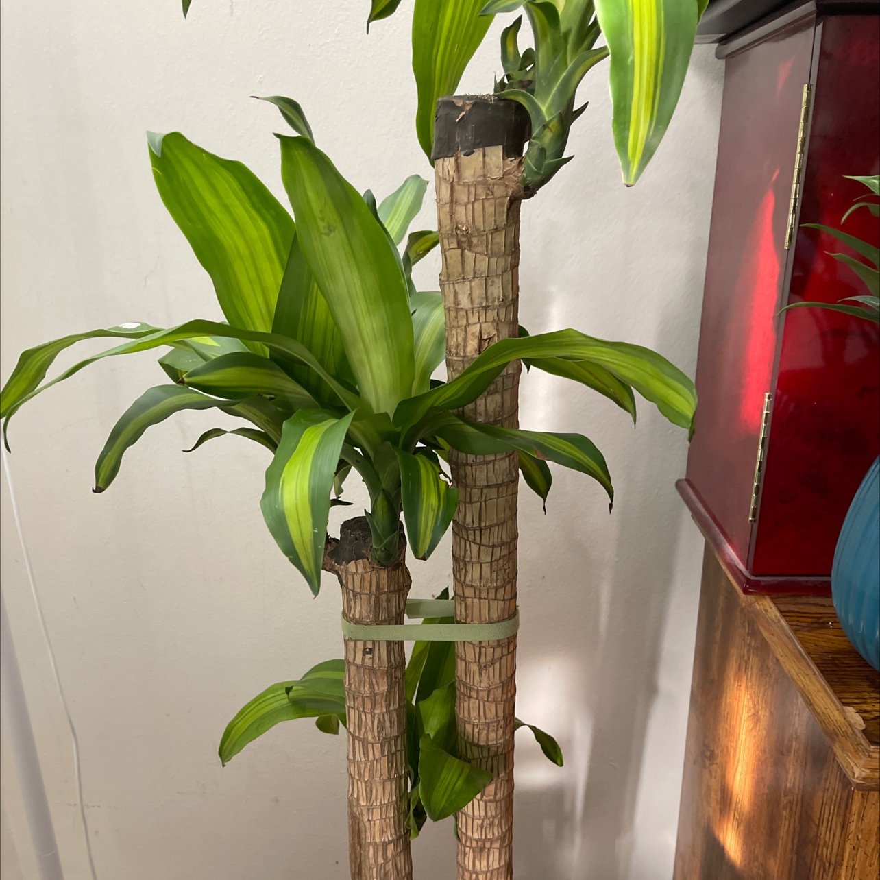 Dracaena Massangeana plant with two main stalks and healthy green leaves indoors.