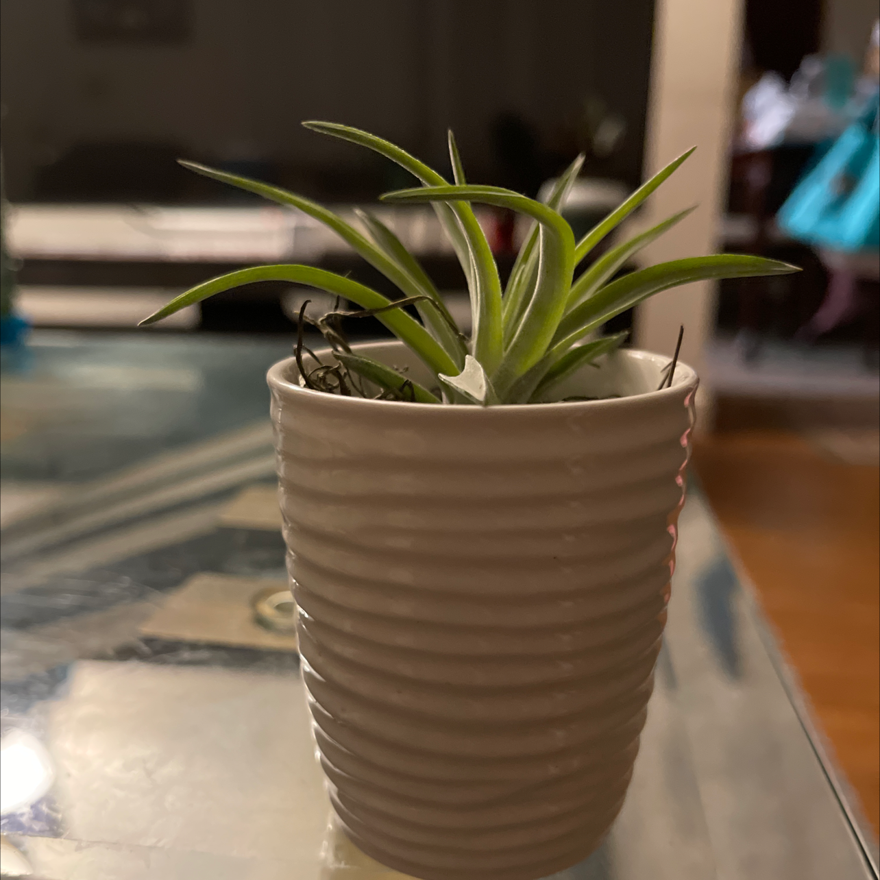 Tillandsia velutina plant in a white ribbed pot on a reflective surface.