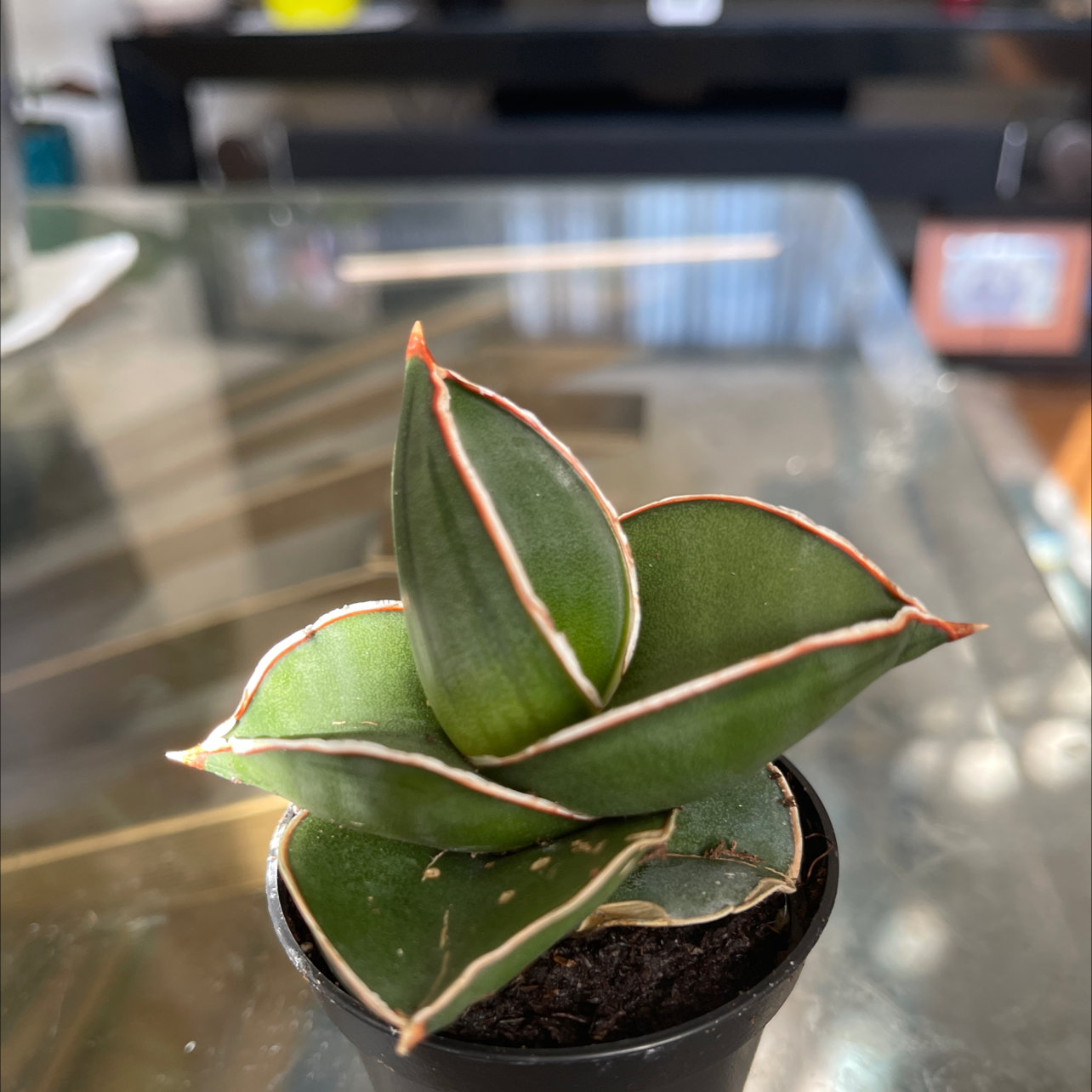 A healthy Blue Sansevieria plant in a small pot with green leaves and white edges.