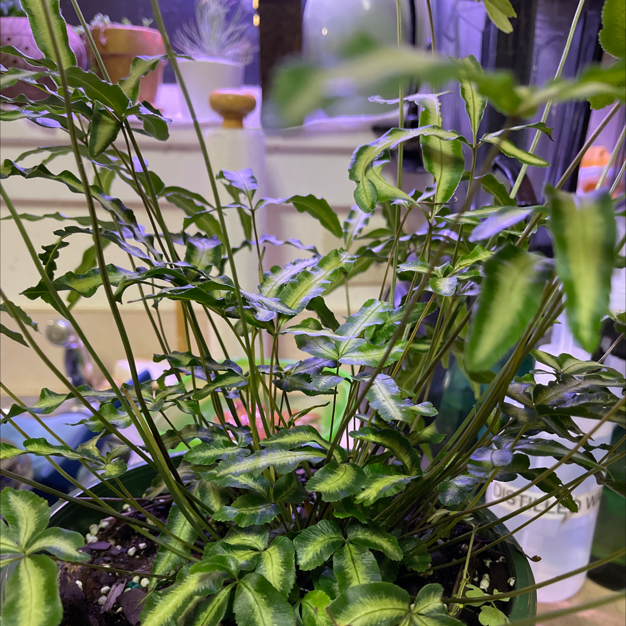 Cretan Brake plant with green leaves and visible soil, well-framed and in focus.