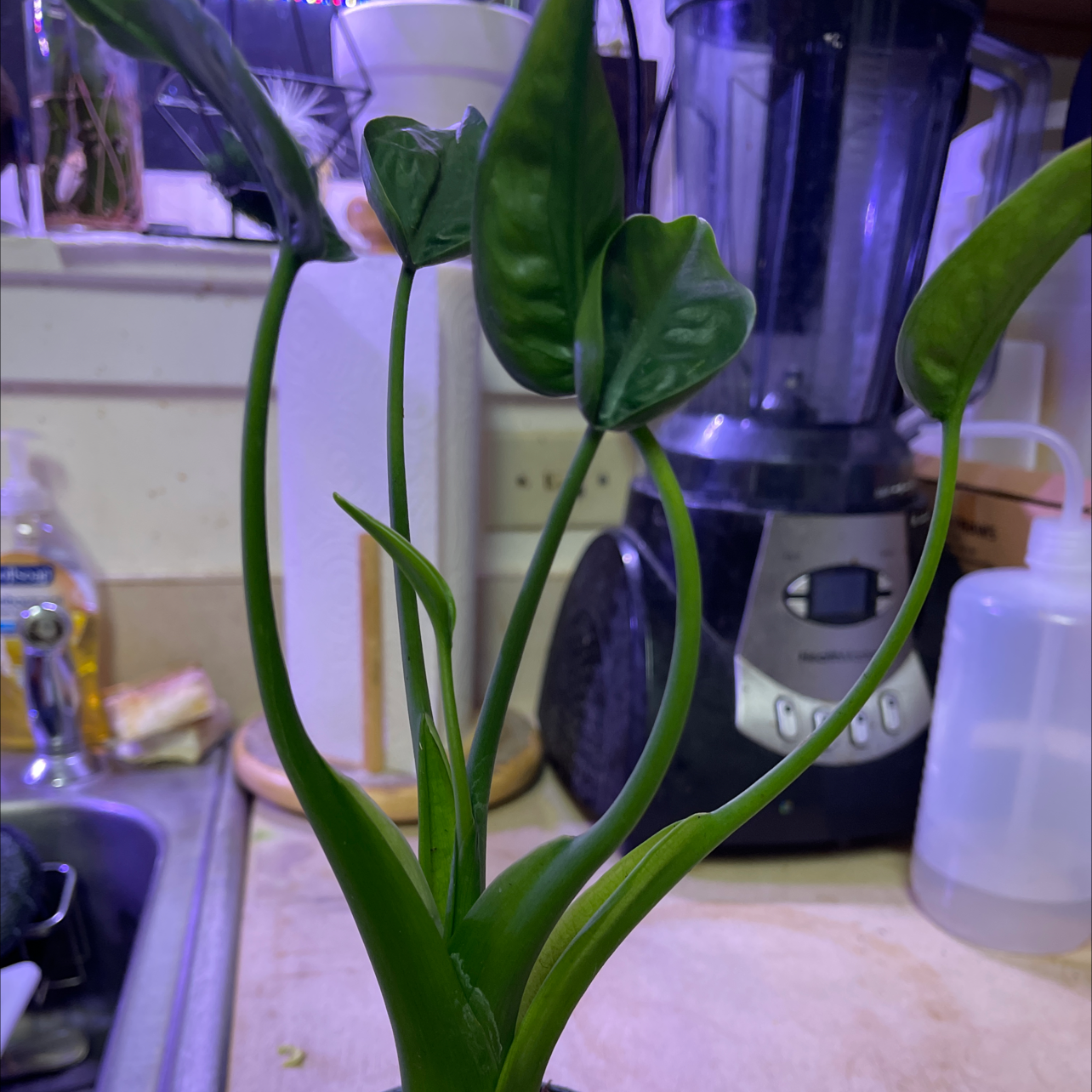 Healthy Tiny Dancer plant on a kitchen counter with green leaves.