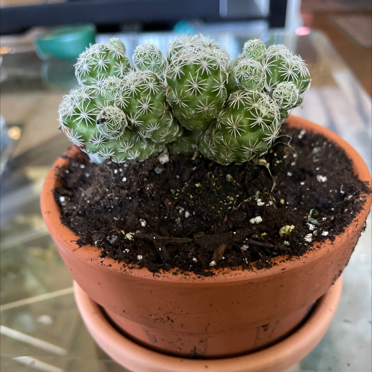 Missouri Foxtail Cactus in a terracotta pot with visible soil, well-framed and in focus.