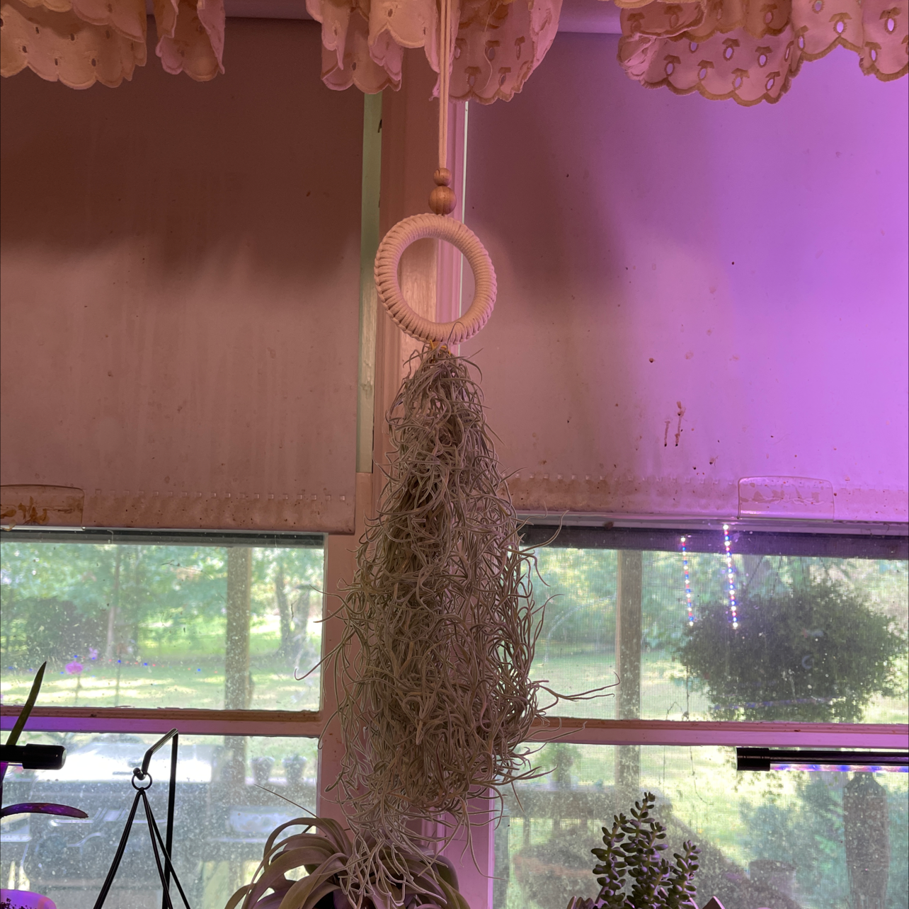 Hanging Spanish Moss plant indoors with other plants visible in the background.