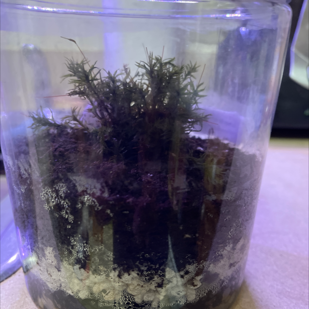 Plant care for Ebner's Haircap Moss on Greg, the plant care app