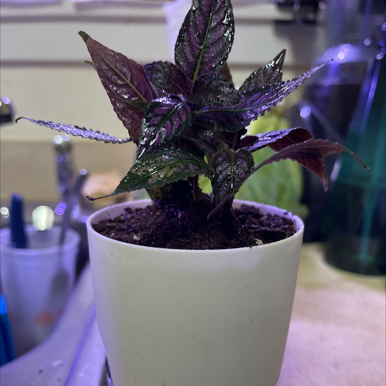 Persian Shield plant in a white pot with vibrant purple and green leaves.