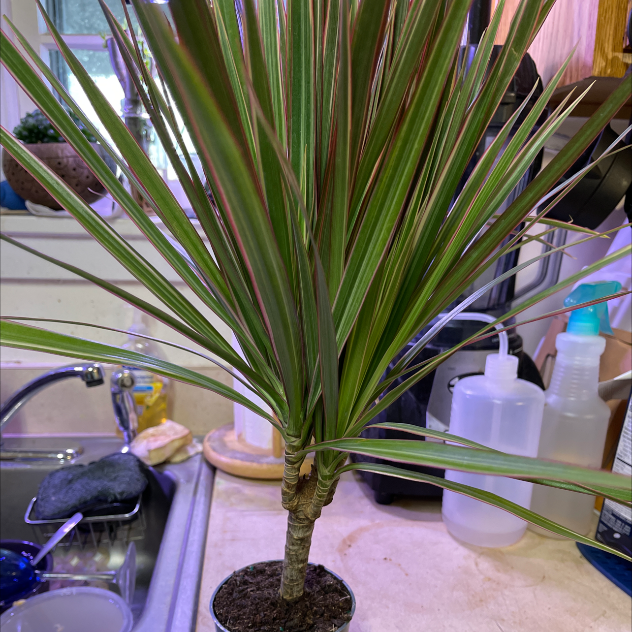 Dracaena marginata 'Bicolor' plant with green and red striped leaves on a kitchen counter.