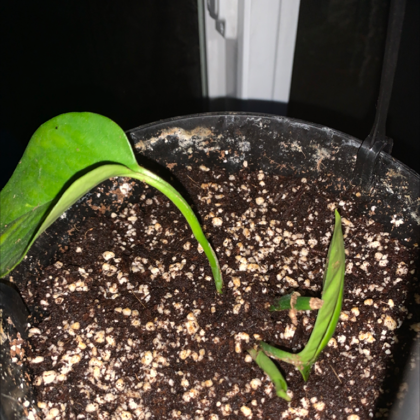 Taro Vine plant photo by @kowynnnn named pothos on Greg, the plant care app.