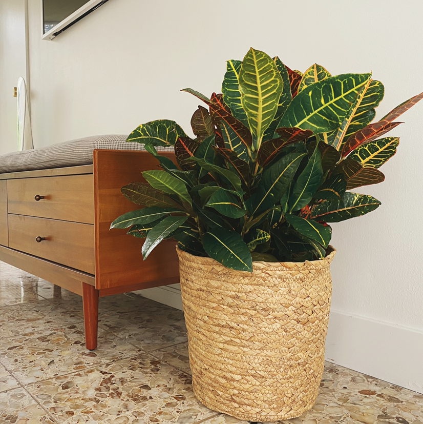 Photo of the plant species Gold Dust Croton by Dianna named Fall on Greg, the plant care app