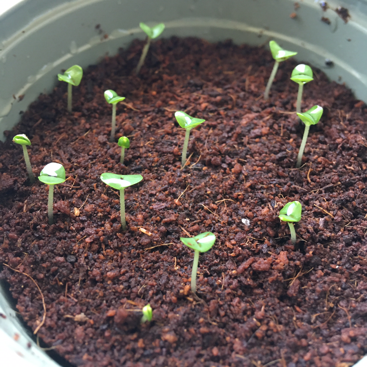 Sweet Basil plant photo by @plantboi named Gobi on Greg, the plant care app.