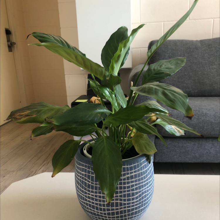 Peace Lily plant photo by Kate named Ines on Greg, the plant care app.