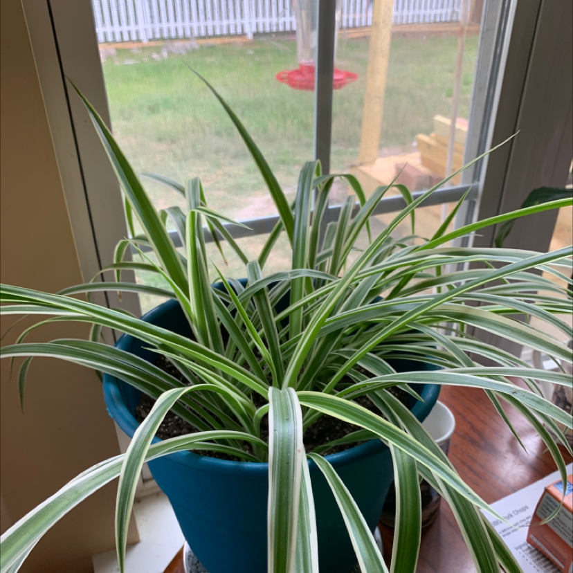 Spider Plant plant photo by @SheilaRoberts named Spider plant on Greg, the plant care app.