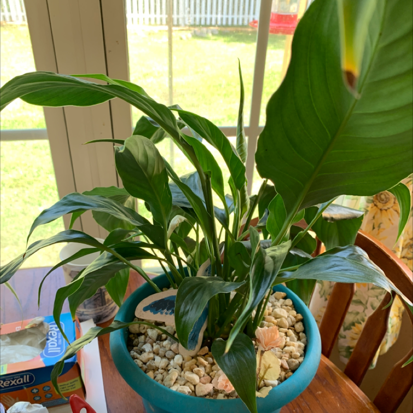 Peace Lily plant photo by @SheilaRoberts named Peace lily on Greg, the plant care app.