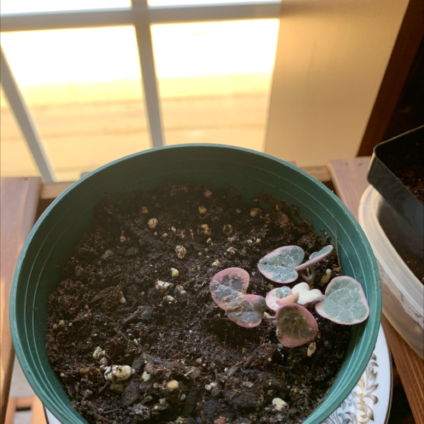 String of Hearts plant photo by @SheilaRoberts named String of hearts on Greg, the plant care app.