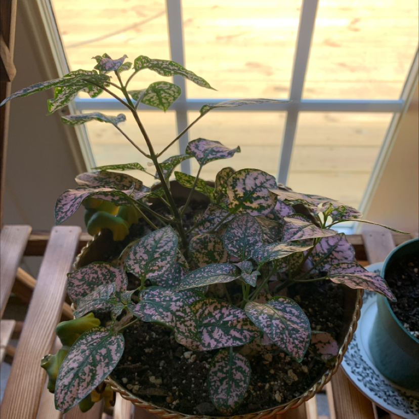 Polka Dot Plant plant photo by @SheilaRoberts named Polka dot plant on Greg, the plant care app.