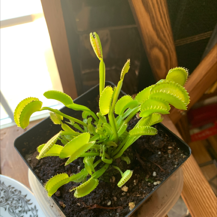 Red Piranha plant photo by @SheilaRoberts named Venus fly trap on Greg, the plant care app.