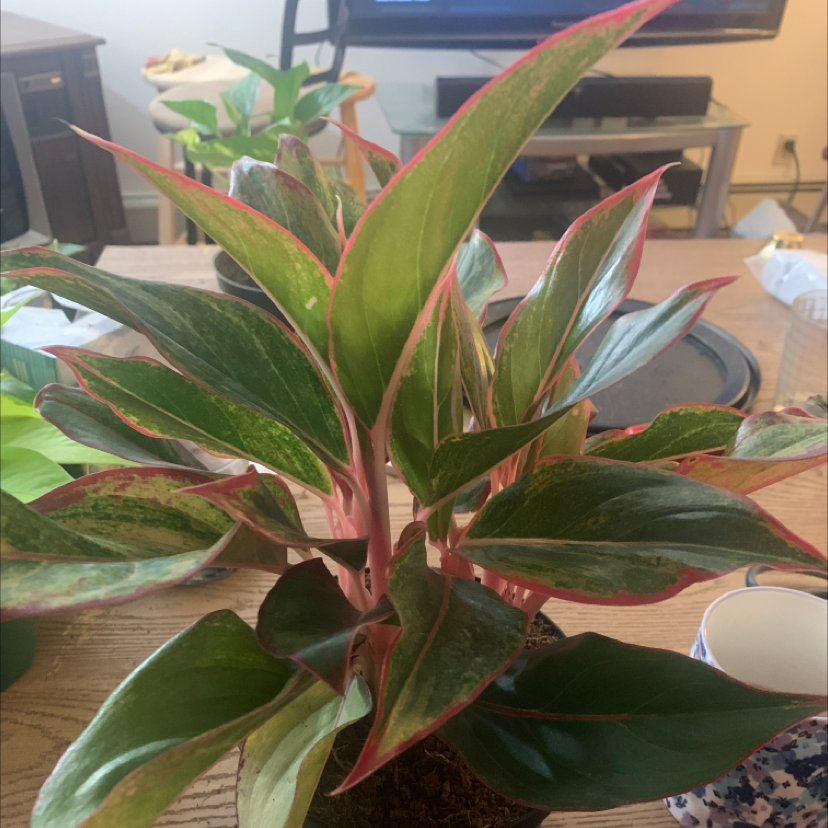Chinese Evergreen plant photo by Morgan named Muhammad Ali on Greg, the plant care app.
