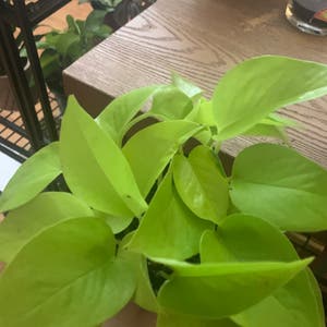 Neon Pothos plant photo by Morgan named Your plant on Greg, the plant care app.