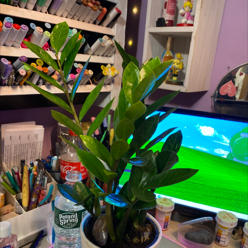 Zamioculcas Zamiifolia plant photo by Hannah named Gerald on Greg, the plant care app.