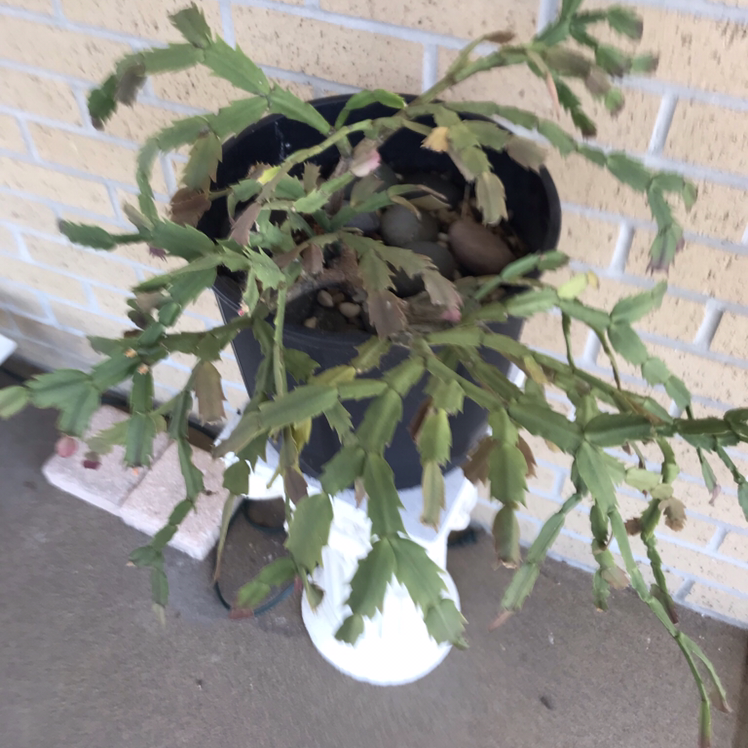 False Christmas Cactus plant photo by @YvetteOasis named Cactus￼ on Greg, the plant care app.