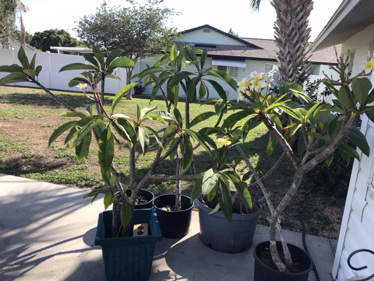 Red Frangipani plant photo by @YvetteOasis named Plumeria Tree￼ on Greg, the plant care app.