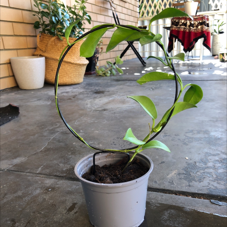 Waxvine plant in a pot with a circular trellis, healthy green leaves.