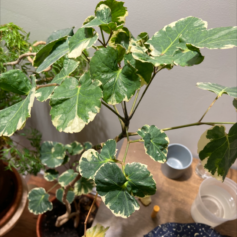 Choosing Fertilizer For My Fabian Aralia