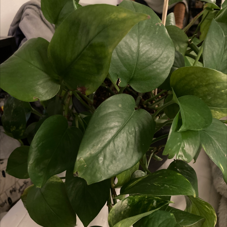 Taro Vine plant photo by Charlotte named Poe on Greg, the plant care app.