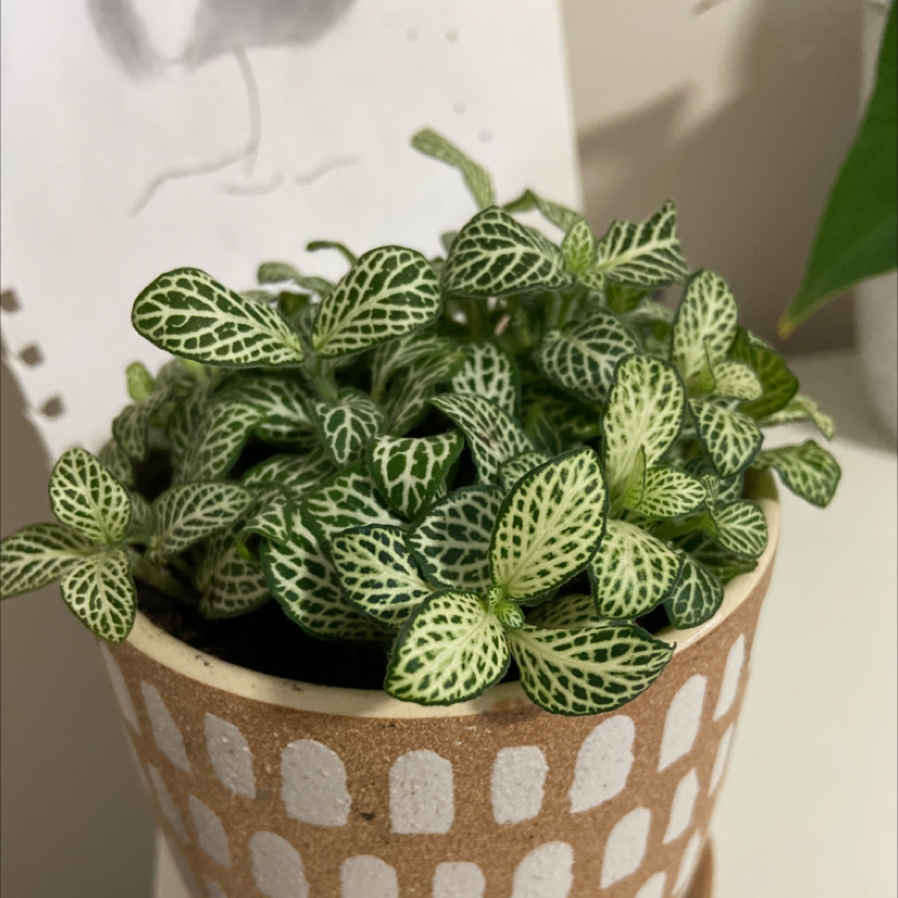 Photo of the plant species White Anne Nerve Plant by @jess.julian named Anne on Greg, the plant care app