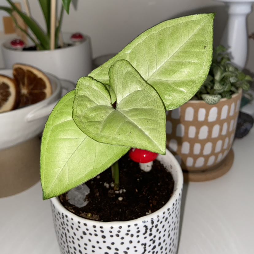 Syngonium 'White Butterfly' plant in a pot with healthy green leaves.