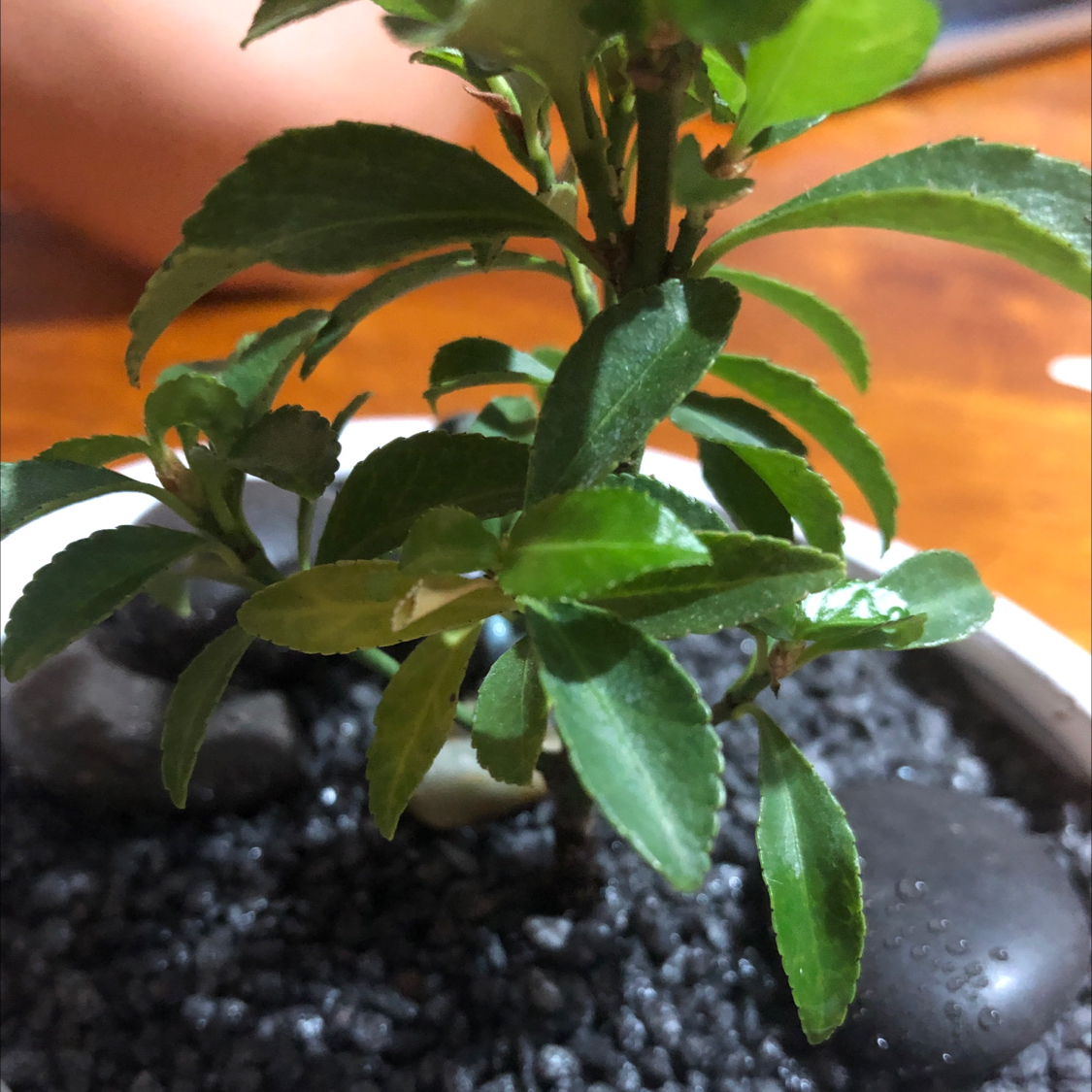 Photo of the plant species Japanese Spindle 'Gold Queen' by Bree-ann named Bonsai on Greg, the plant care app