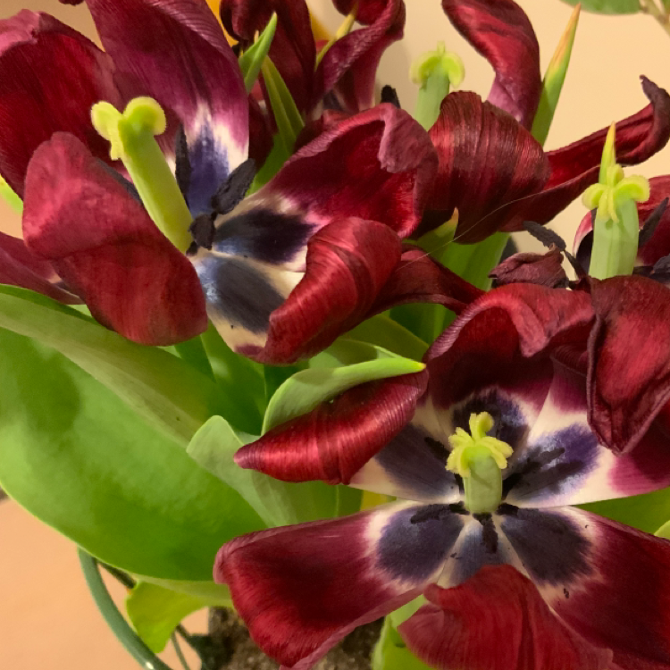 Garden Tulip plant photo by @ThePlanter76567 named Rip tulip on Greg, the plant care app.