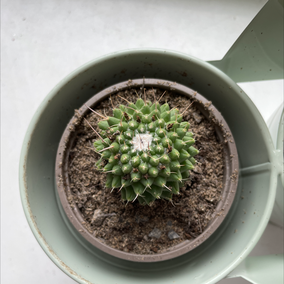 Top-down view of a healthy Mammillaria Uncinata cactus in a pot with visible soil.