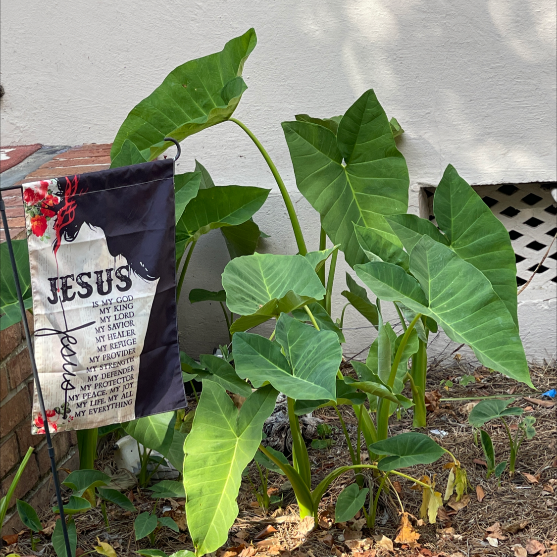 Arrowleaf Elephant Ear plant with large leaves, some yellowing and browning, outdoor garden bed.