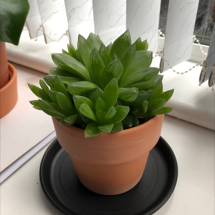 Star Cactus plant photo by Holly-eve named Walter on Greg, the plant care app.