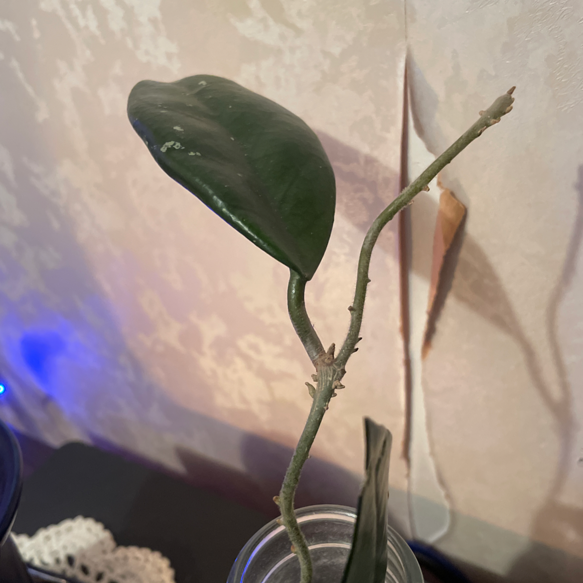 Chelsea Hoya plant with a few leaves and a long stem in a jar with water.